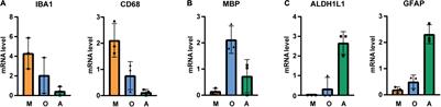 Enrichment of Glial Cells From Human Post-mortem Tissue for Transcriptome and Proteome Analysis Using Immunopanning